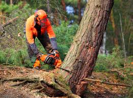 How Our Tree Care Process Works  in Chula Vista, CA